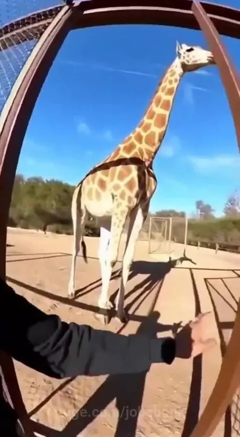 Man resembling Snoop Dogg opens zoo enclosures, releasing elephant, giraffe, lion, and monkeys into a grassy field.