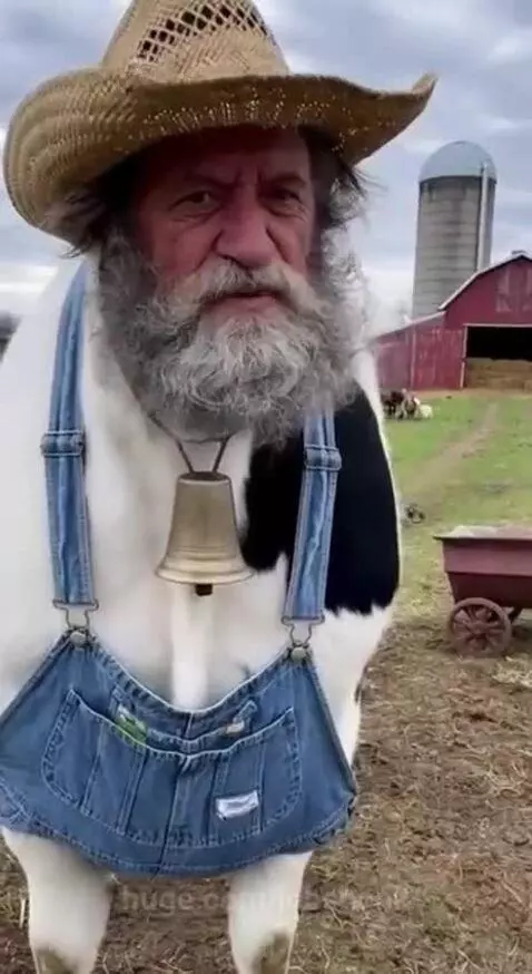 Cow dressed as Old McDonald with overalls, hat, and bell on a farm.