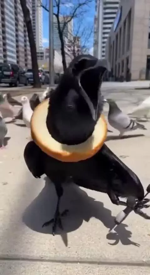 A black crow stands on a city street with a circular piece of bread around its neck, resembling a necklace.