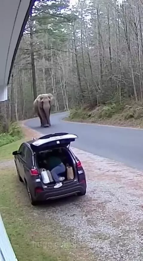 Person hiding in car trunk as an elephant walks past on a driveway.