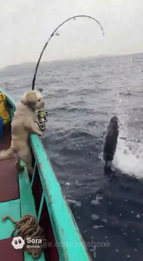 Small dog on a boat looks surprised after a large fish jumps out of the water and splashes it.