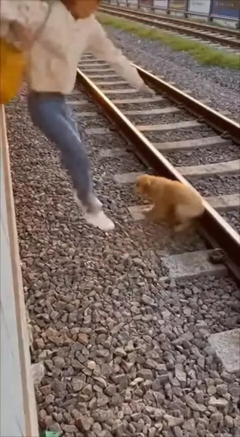 A woman quickly pulls a small dog from train tracks as a train approaches in the distance.