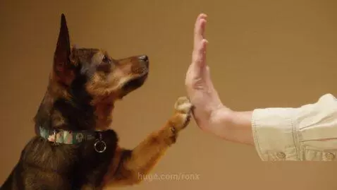 Dog gives a high five by ronx