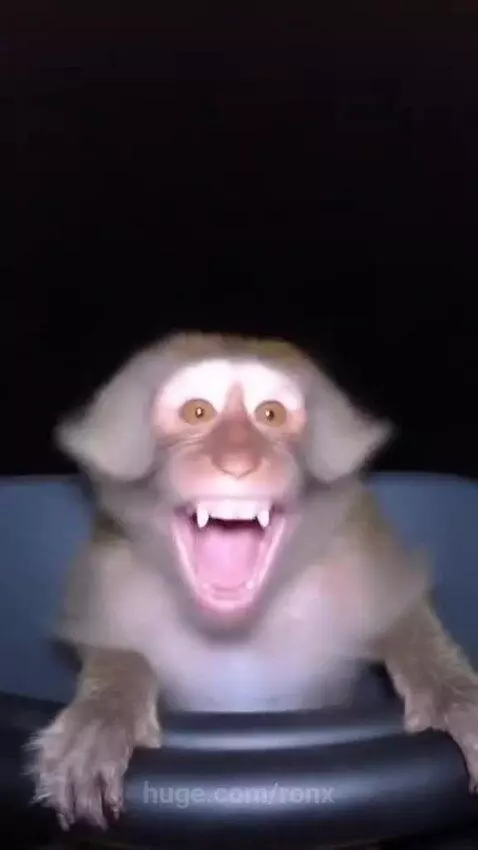 Monkey on a fun ride  🐒 by ronx