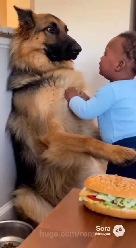 The dog was looking kinda shocked, so much courage for the b... by ronx