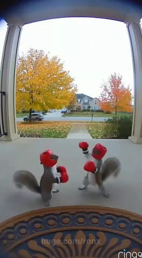 1 v 1 boxing fight at my door? Unacceptable 😂💪 by ronx