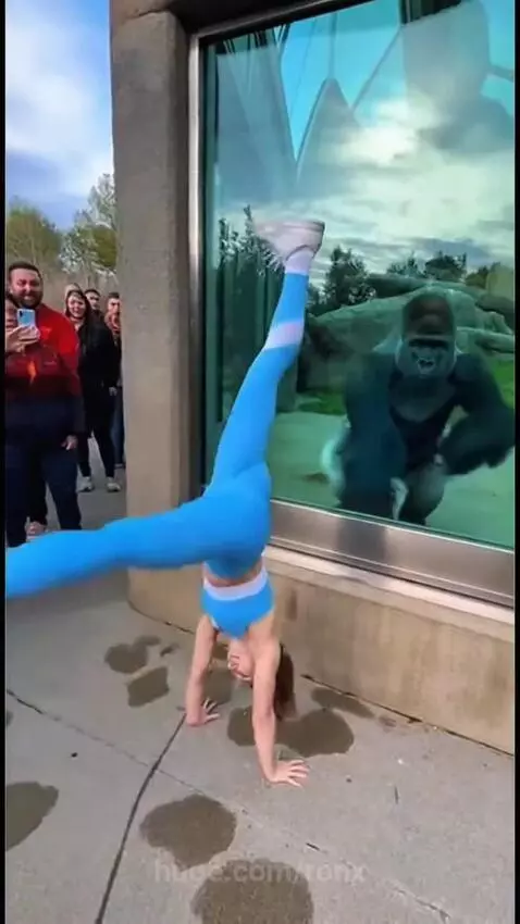 Gorilla in enclosure leaning against glass, appearing to copy a woman doing a handstand outside.