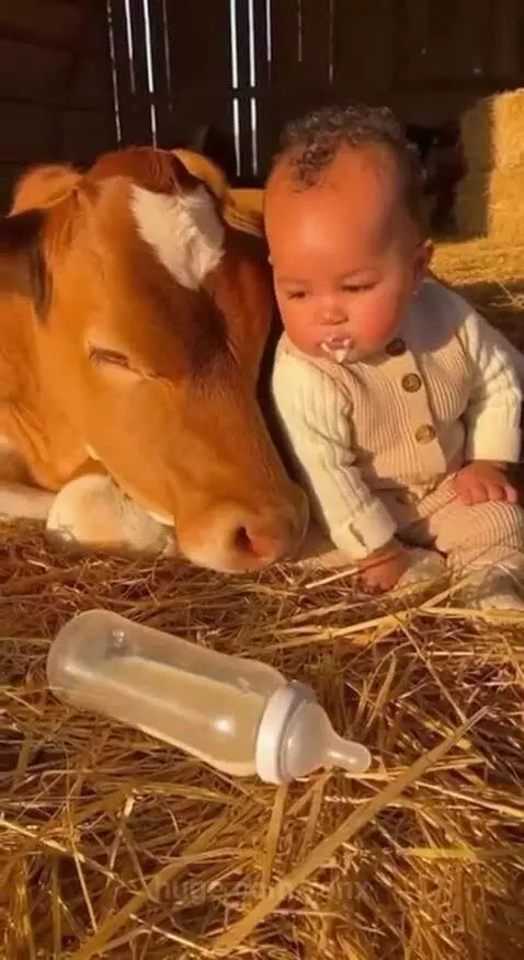 A baby with milk on its face sits next to a calm, lying cow on a bed of hay.
