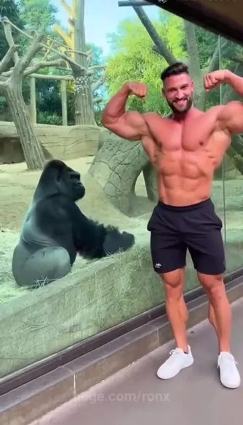 Angry gorilla at the zoo by ronx