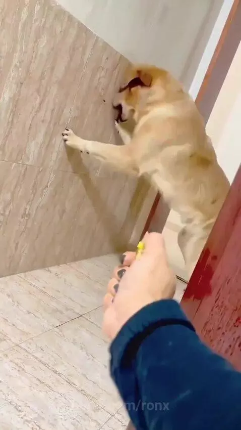 Golden retriever transforms into Batman, wearing a jacket and standing on two legs.