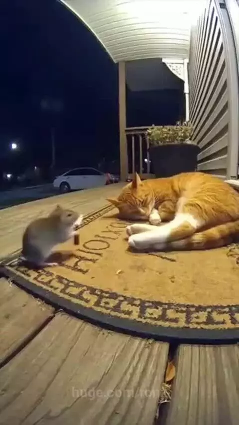A mouse lights a firework next to a sleeping cat on a porch at night.