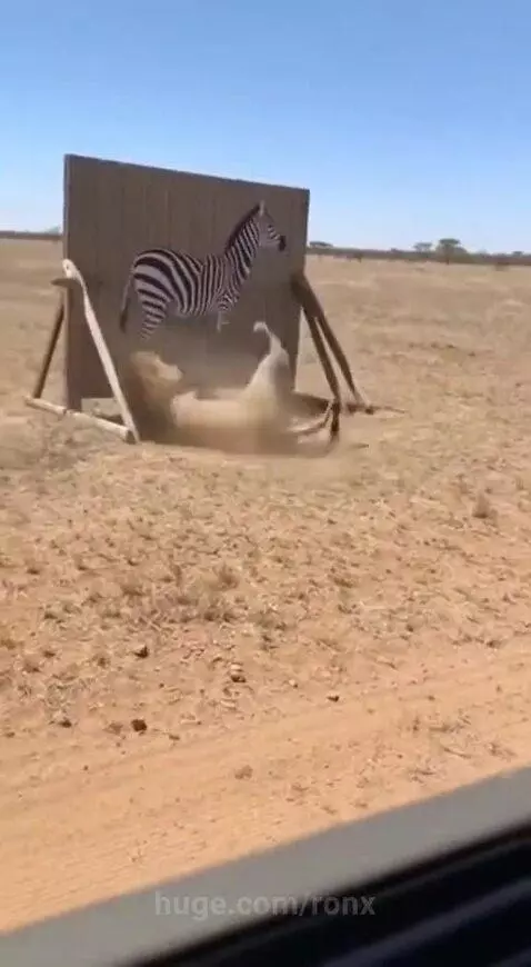 Lion confused after bouncing off a wooden board with a zebra painting.