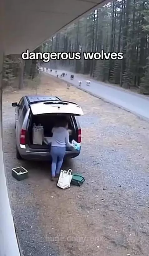 A pack of wolves swarming a silver SUV and attacking grocery bags on a gravel driveway next to a forest.