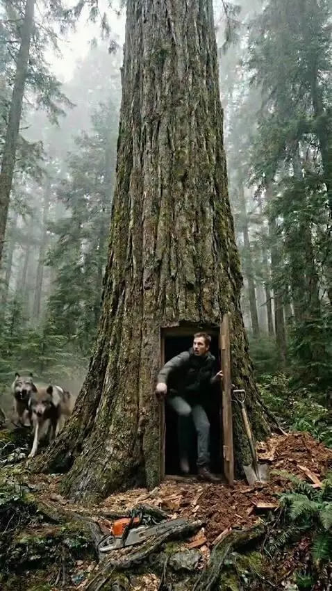 Man quickly enters a hidden wooden door at the base of a large tree in a misty forest, closing it as wolves approach.