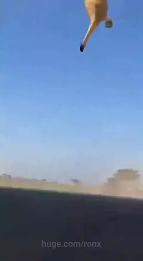 A rhino charges and hits a lion, sending it flying, while a man in safari attire runs away.