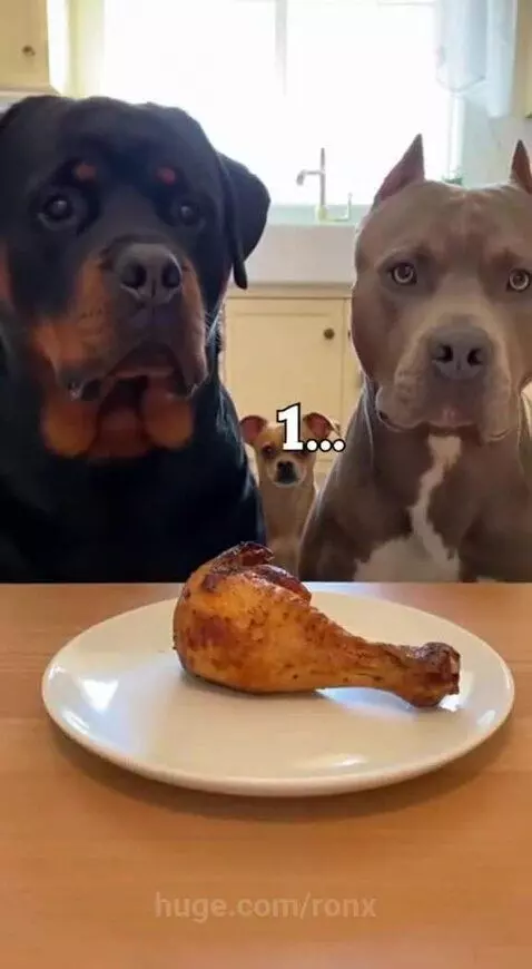 Chihuahua dog quickly grabs chicken drumstick while Rottweiler and Pitbull look on surprised.