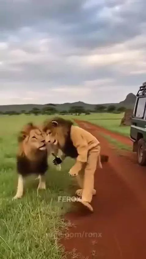 Person in a realistic lion costume nuzzling a real lion in a savanna landscape.