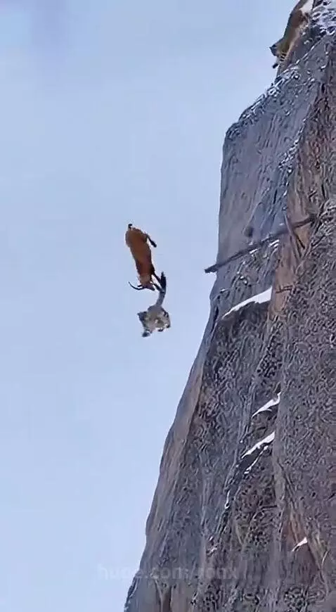 A mountain goat and snow leopards falling down a steep, rocky, and snowy mountain cliff during a chase.