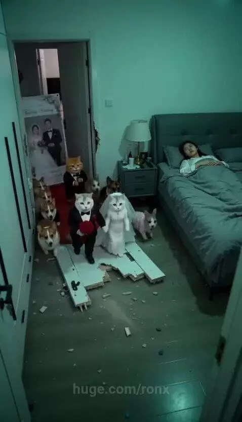 Cats and corgis in wedding attire setting up a wedding ceremony in a bedroom while a woman sleeps.