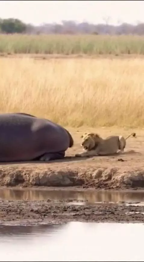 A dejected lion covered in dark mud walks away after being sprayed by a hippo.