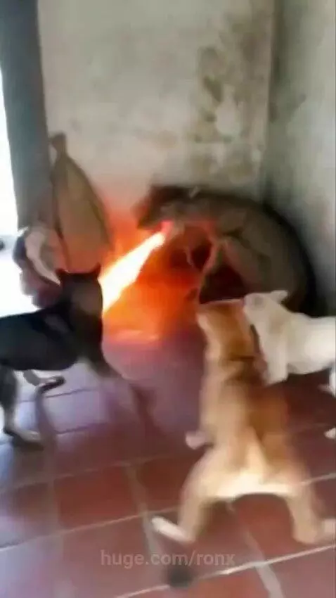Several dogs barking aggressively at a large iguana cornered against a wall, with a flamethrower visible.
