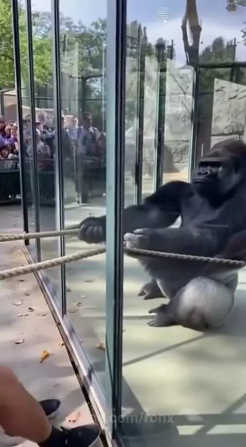 A large gorilla sits calmly, easily winning a tug-of-war against three straining men separated by glass.