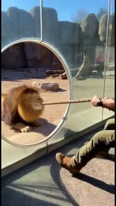 Man playing tug-of-war with a large male lion through a glass enclosure, lion pulling rope with force.