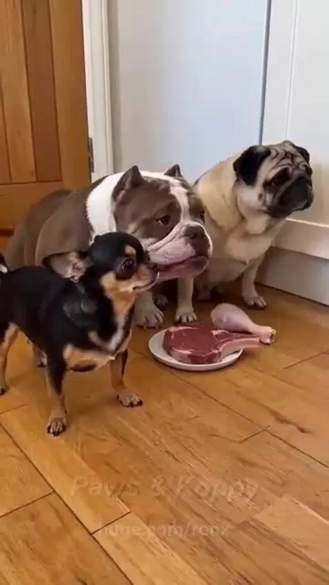 Bro is on diet🤣 by ronx