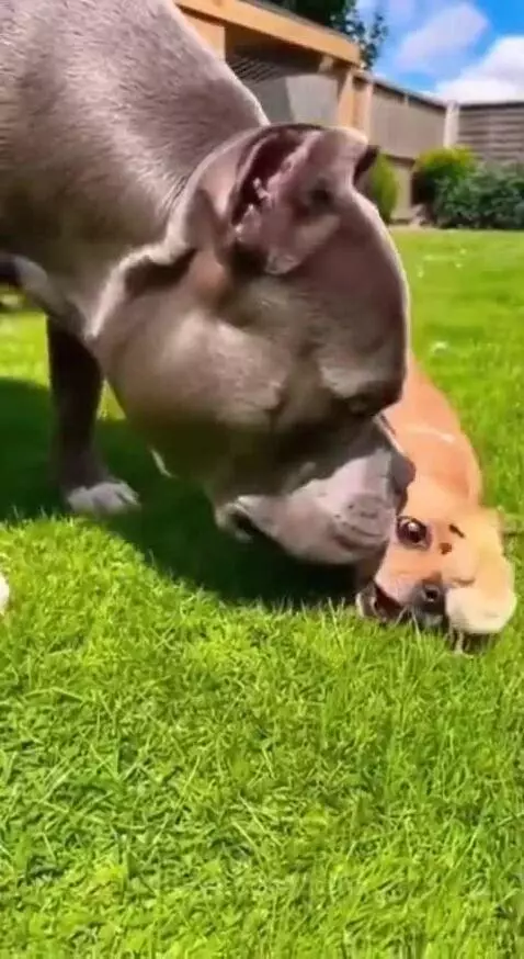 A small brown dog looks startled as a large brown chicken chases it in a garden, with a tiny yellow chick nearby.