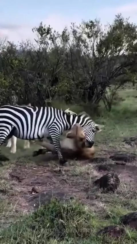 A zebra kicking and biting a lioness on the ground during an intense fight in a grassy field.