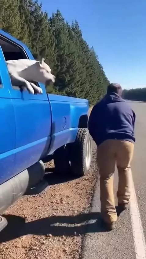 Dogo Argentino confronting a lion that charged at its owner near a blue pickup truck.
