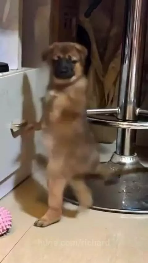 Love these dancing dog videos by richard