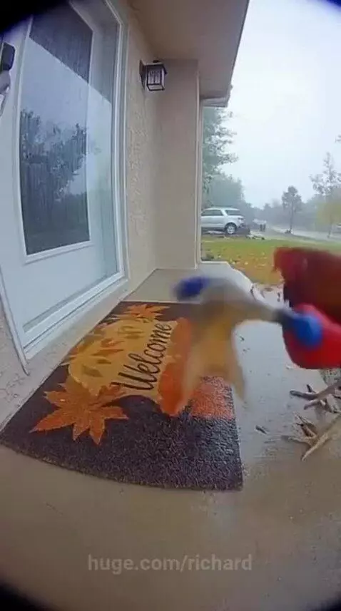 New category for boxing unlocked- Animal boxing by richard