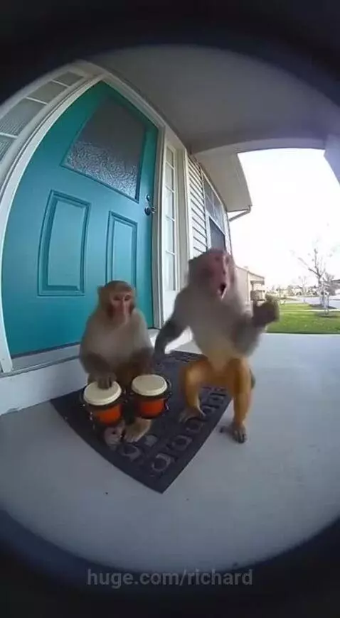 Haha they definitely have fun. But at the house owner’s expe... by richard