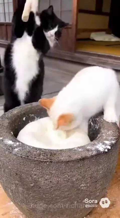 Black cat just had one job by richard