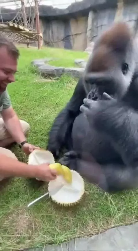 A man offers a piece of durian fruit to a large gorilla sitting beside him on grass.
