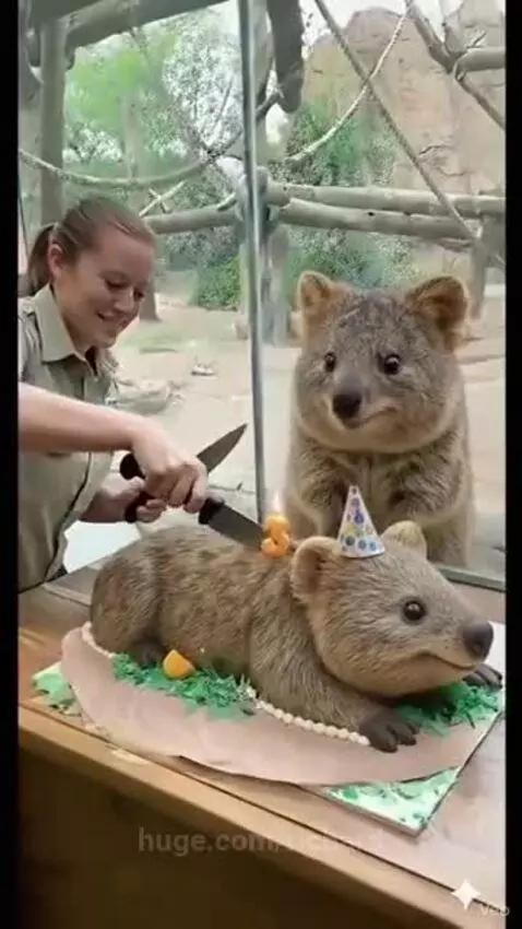 A startled quokka with paws raised and mouth open wide, watching a zookeeper cut a quokka-shaped cake.