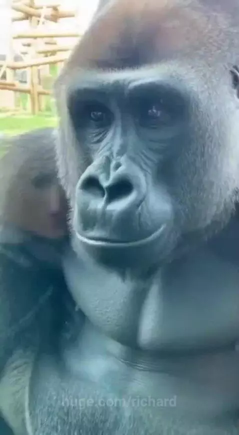 Woman interacting with a large gorilla through glass at a zoo, gorilla shows teeth.