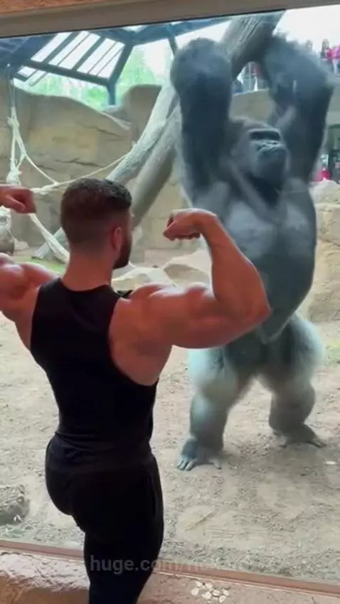 Silverback gorilla beating its chest and flexing in response to a man at a zoo enclosure.