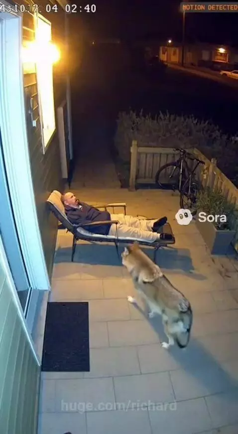 A fox jumps onto a man sleeping on a lounge chair on a porch at night.
