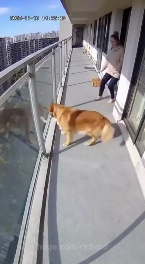 Dog tries to throw baby off the balcony by richard