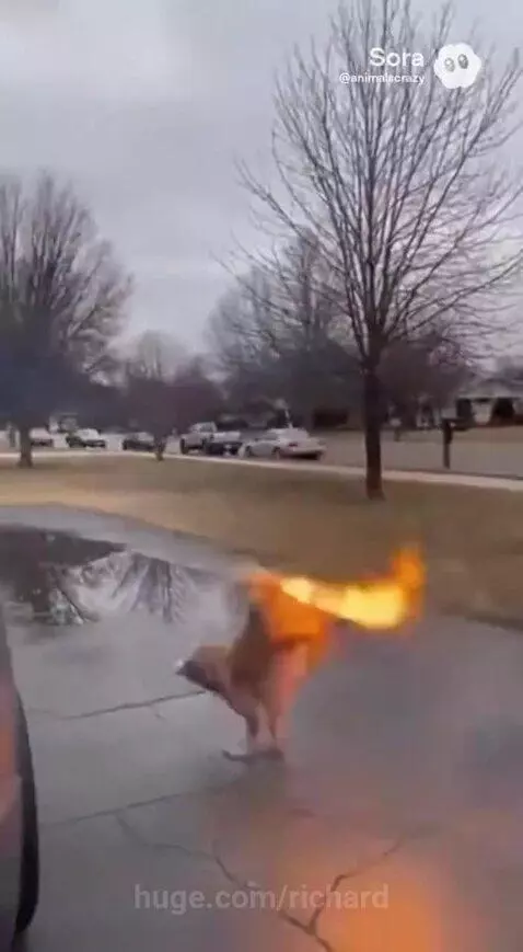 Golden retriever launching into the sky with flames erupting from its rear, becoming a silhouette.