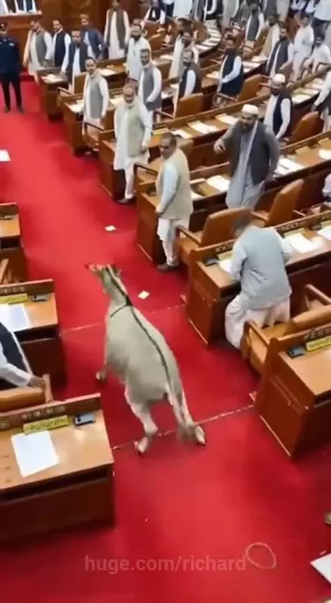 A donkey walks down the aisle of a legislative assembly hall with red carpeting and men in traditional Pakistani clothing.