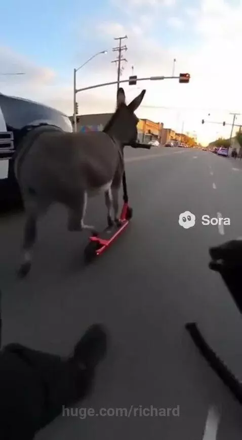A gray donkey rides a red electric scooter down a street, with a police car nearby.