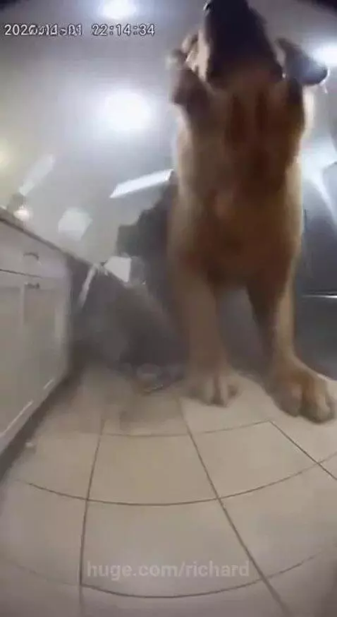 A dog stands in a kitchen after bursting through a hole in the wall, scattering debris.