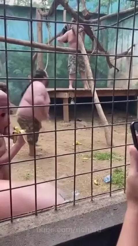 Several overweight men in a fenced enclosure acting like monkeys, one holding a banana.