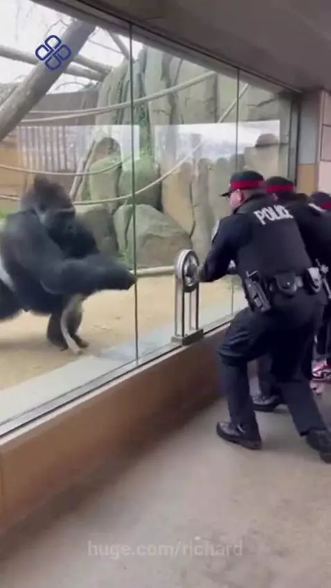 Silverback gorilla playing tug-of-war with police officers across a glass barrier at a zoo.