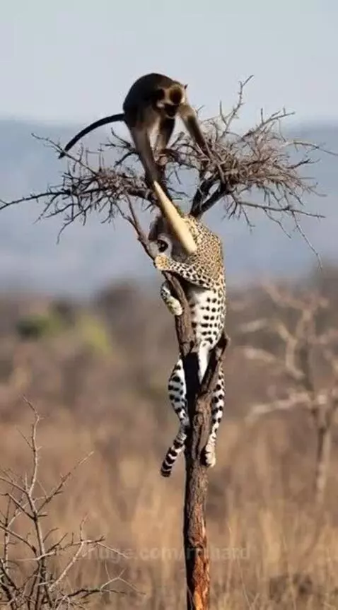 Monkey vs leopard again on the tree by richard