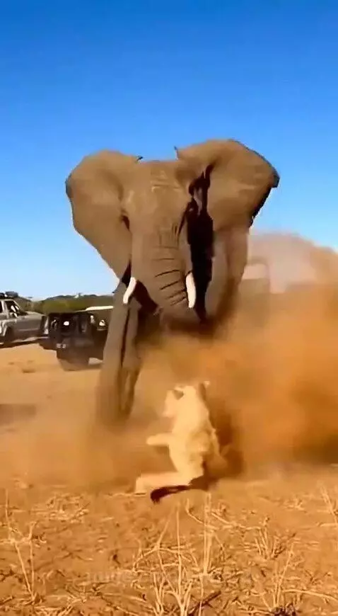 An elephant charges aggressively at a lion in a dusty savanna, sending the lion tumbling backward.