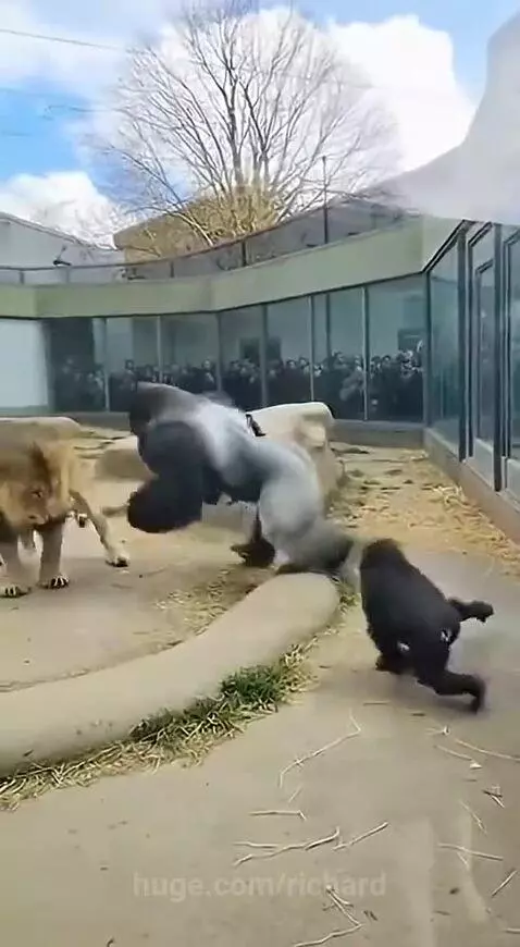 Silverback gorilla striking a lion through a glass enclosure, causing the glass to visibly crack.